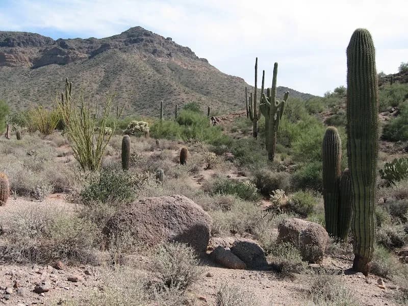 View of Usery Mountain Regional Park in Mesa, AZ