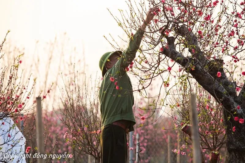 View of Vườn Hoa Nghệ Thuật Nhật Tân in Ba Đình, HN