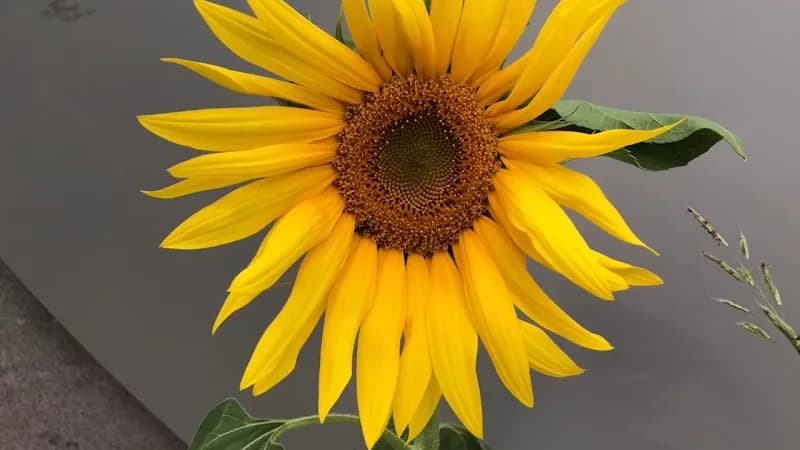 View of VanDusen Botanical Garden in Vancouver, BC