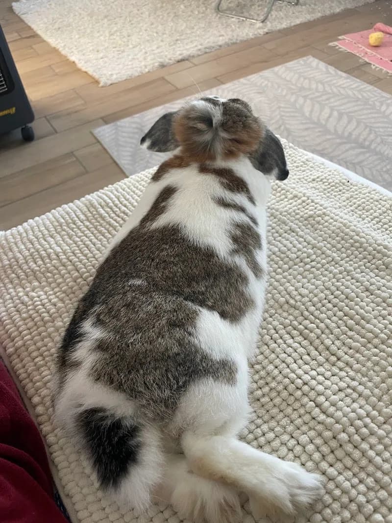 View of Vel-Vet Állategészségügyi Centrum in Martonvásár, Budapest