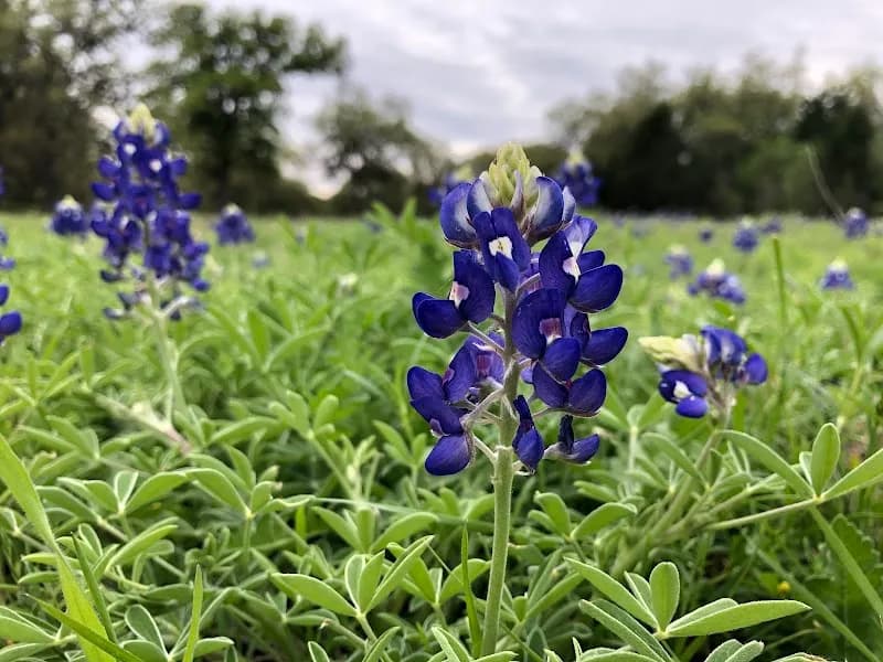 View of Veloway Park in Circle C Ranch, TX