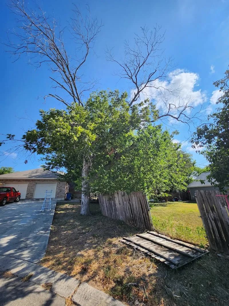 View of Verde Landscaping & Tree Trimming in Olmos Park, TX