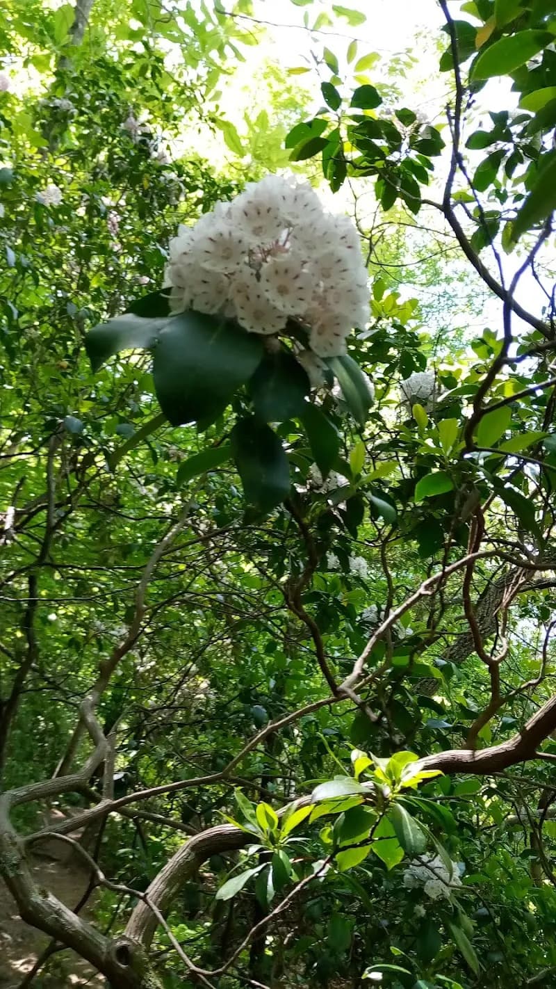 View of Vickery Creek Trail in Roswell, GA