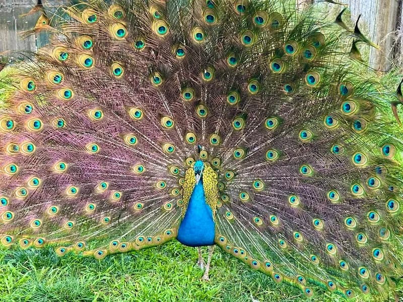 Villa Dolores Park park in Montevideo, MO