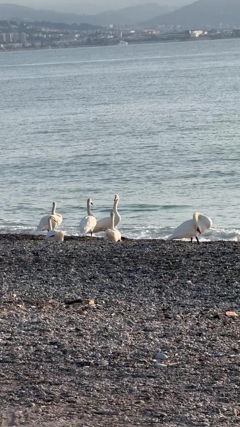 View of Villeneuve-Loubet Plage in Villeneuve-Loubet, PACA