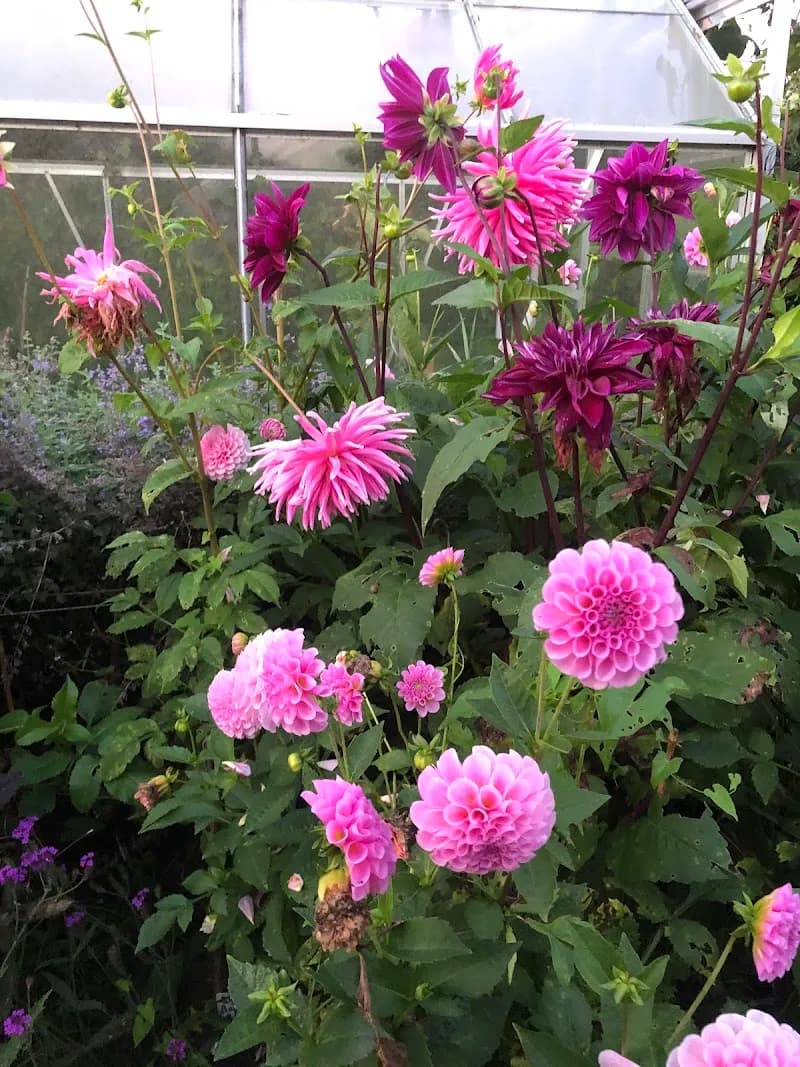 Volkstuinvereniging Naarden garden in Naarden, NH