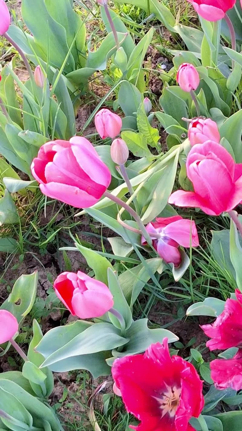 View of wander and pick in Scandicci, Tuscany