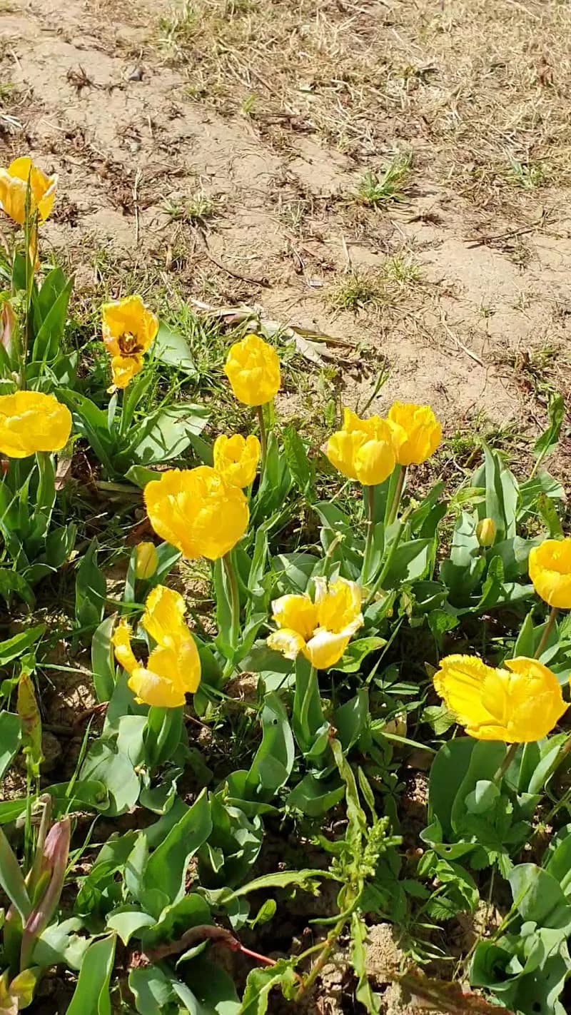 View of wander and pick in Scandicci, Tuscany