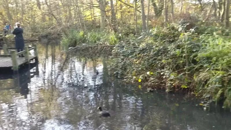 View of Wandsworth Common in Wandsworth, London