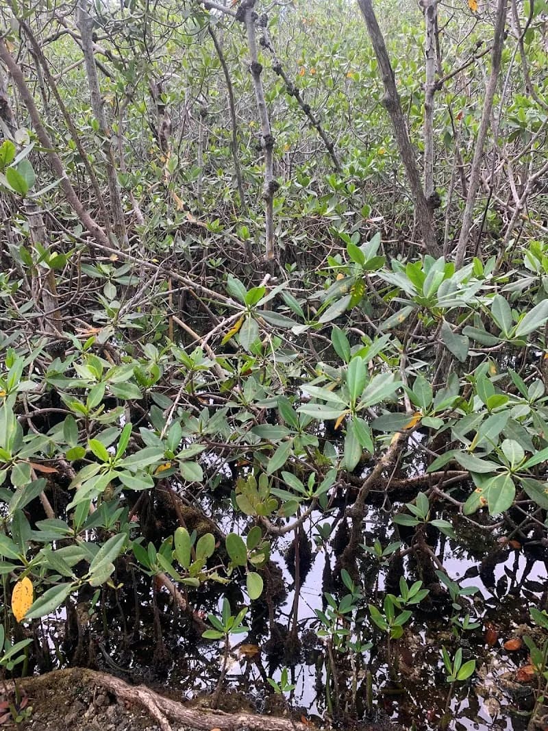View of West Matheson Hammock Park in Cutler Bay, FL