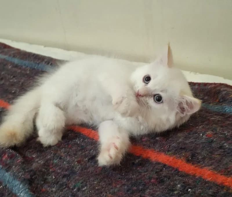 View of Westlands Veterinary Clinic & Pet Park in Westlands, Nairobi