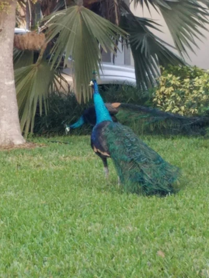 View of Whispering Pines Park in Cutler Bay, FL