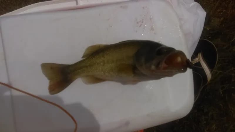 View of White River Greenway in Muncie, IN