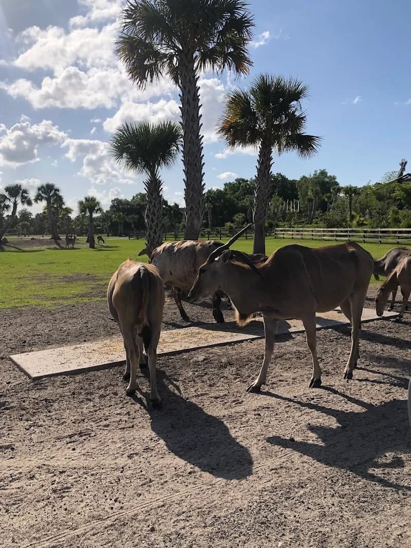 View of Wild Florida Drive-thru Safari Park in St. Petersburg, FL