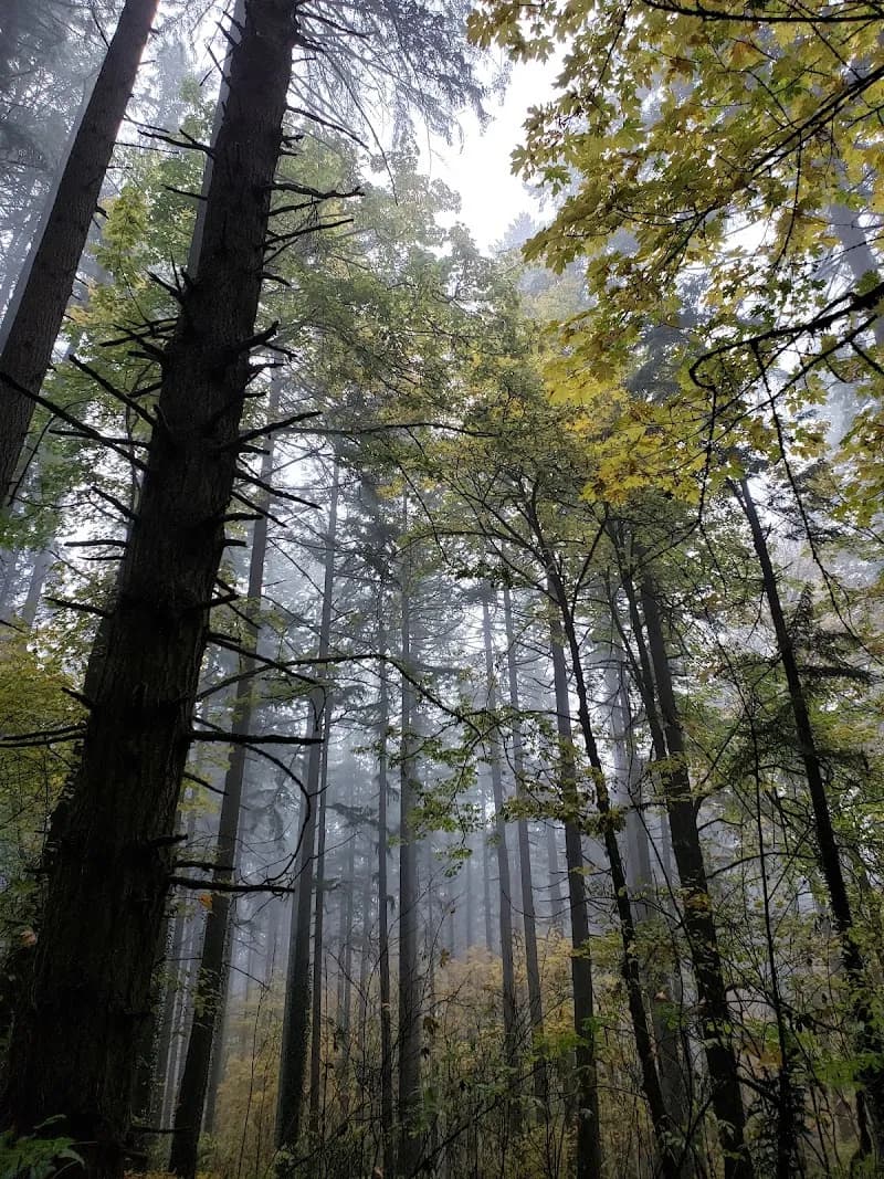 View of Wilderness Park in West Linn, OR