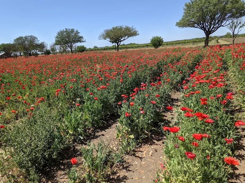 View of Wildseed Farms in Fredericksburg, TX