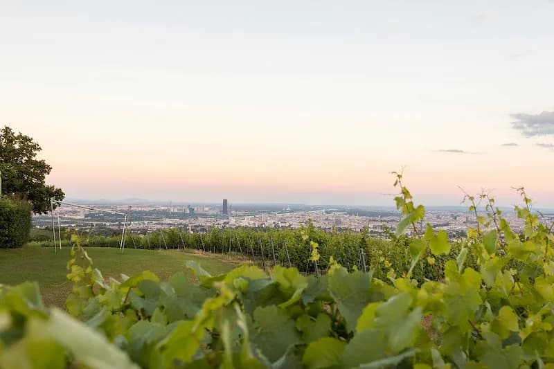 View of Winery-Themed Playgrounds at Vineyards in Klosterneuburg, VIE