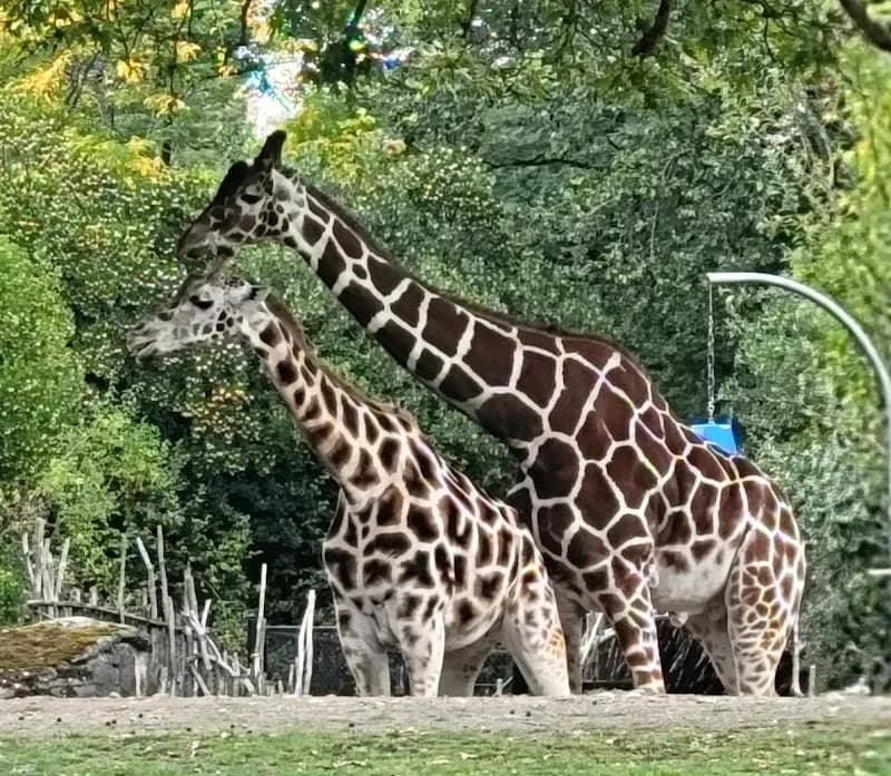 View of Woodland Park in Fremont, WA