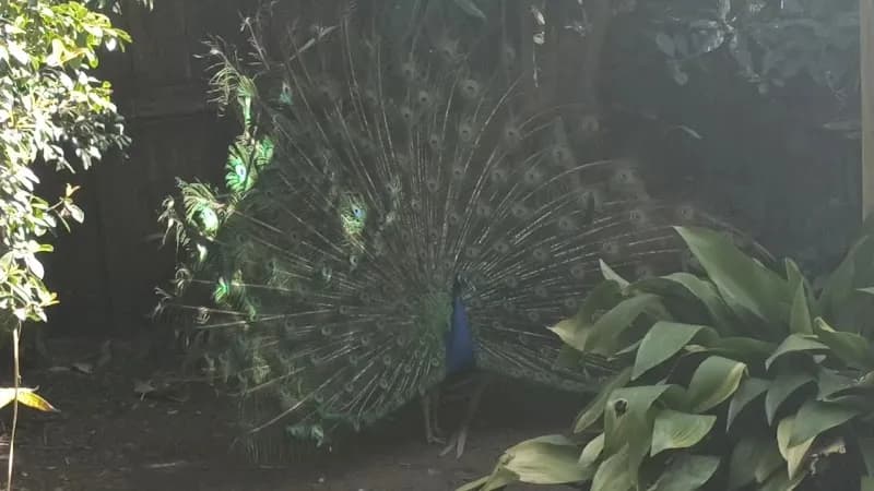 View of World of Birds Wildlife Sanctuary & Monkey Park in Hout Bay, WC