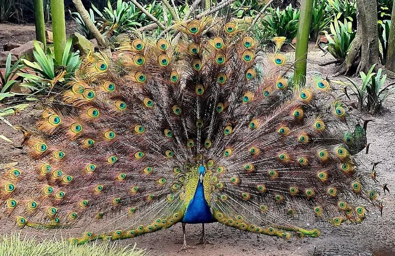 View of World of Birds Wildlife Sanctuary & Monkey Park in Hout Bay, WC