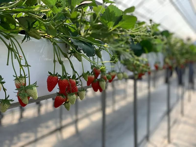 Yawata Ice Cream House ice cream in Yawata, KYO