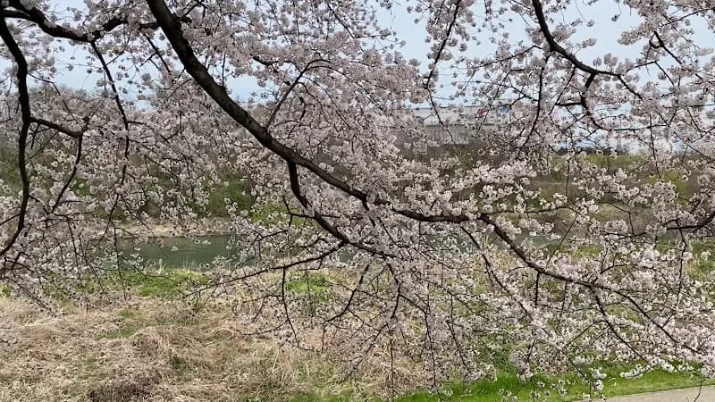 View of Yodogawa Kasen Park Sewari Area in Yawata, KYO