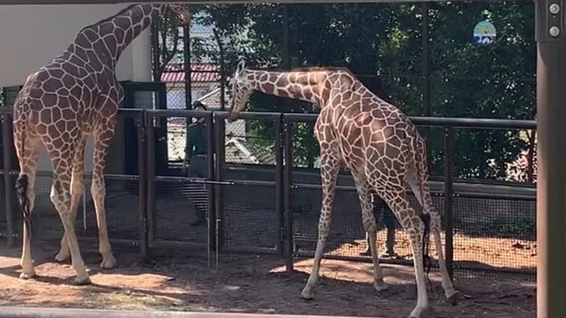 View of Yokohama Zoo (Oji Zoo) in Yokohama, YH