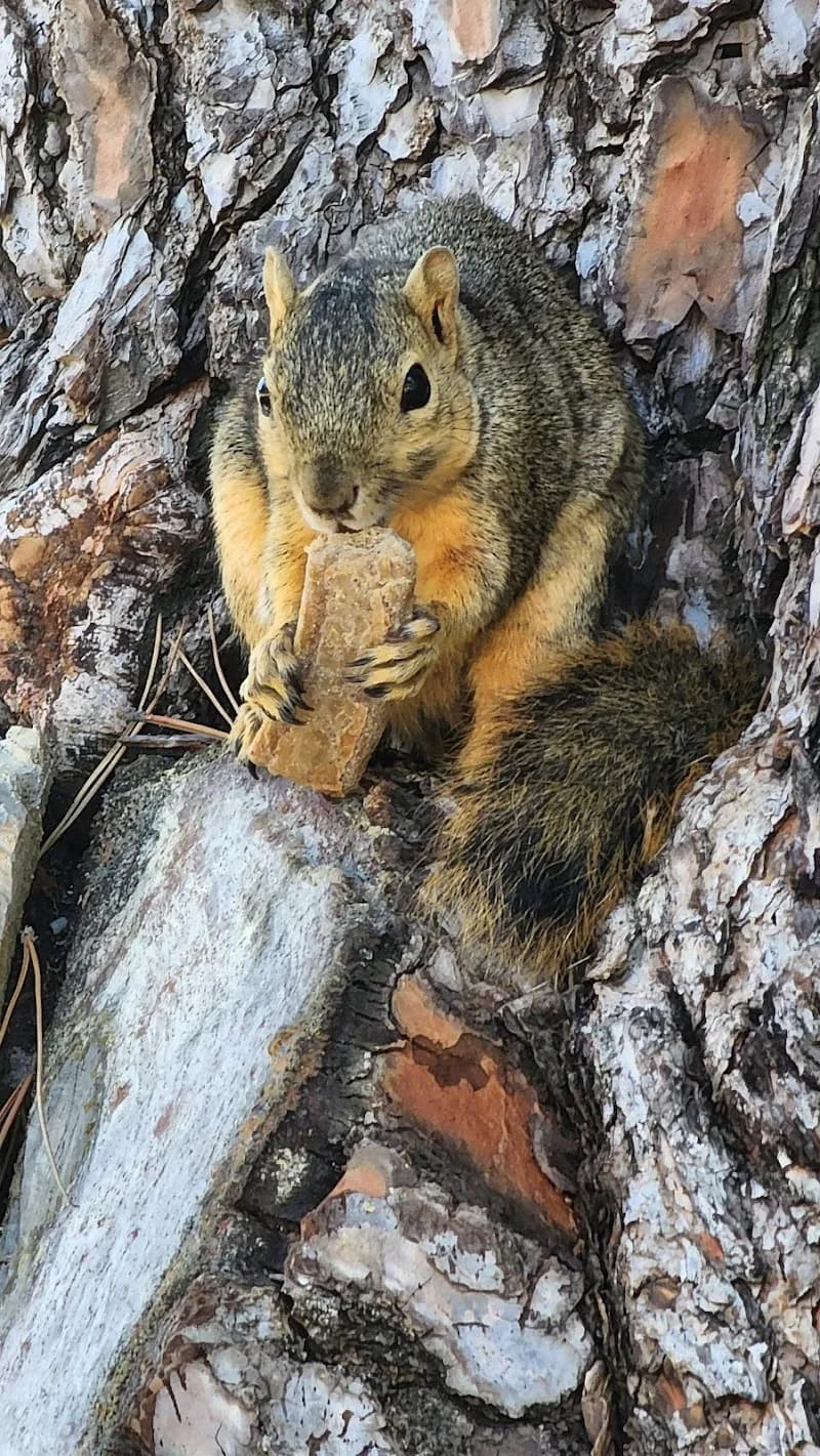 View of Yorba Regional Park in Anaheim, CA