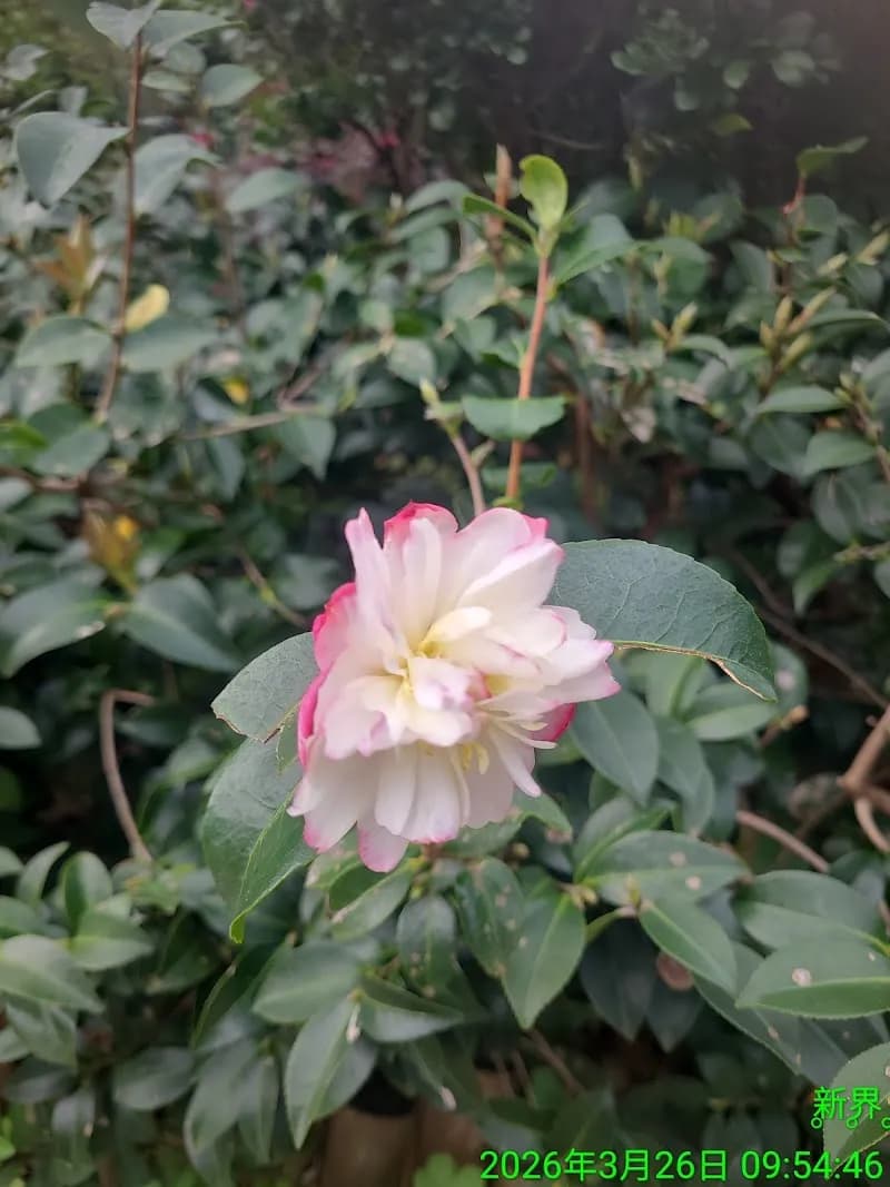 View of Yuen Long Park in Yuen Long, HK