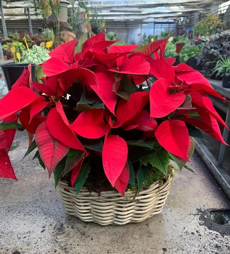 View of Zona Verde Arroyo Torote in San Fernando de Henares, Madrid