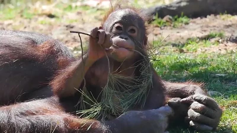 View of Zoo Aquarium de Madrid in Madrid, MD