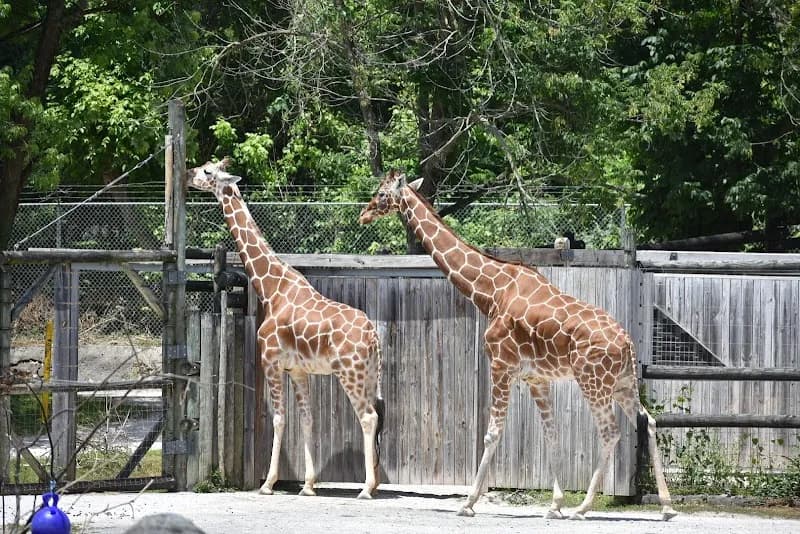 Zoo Knoxville zoo in Knoxville, TN