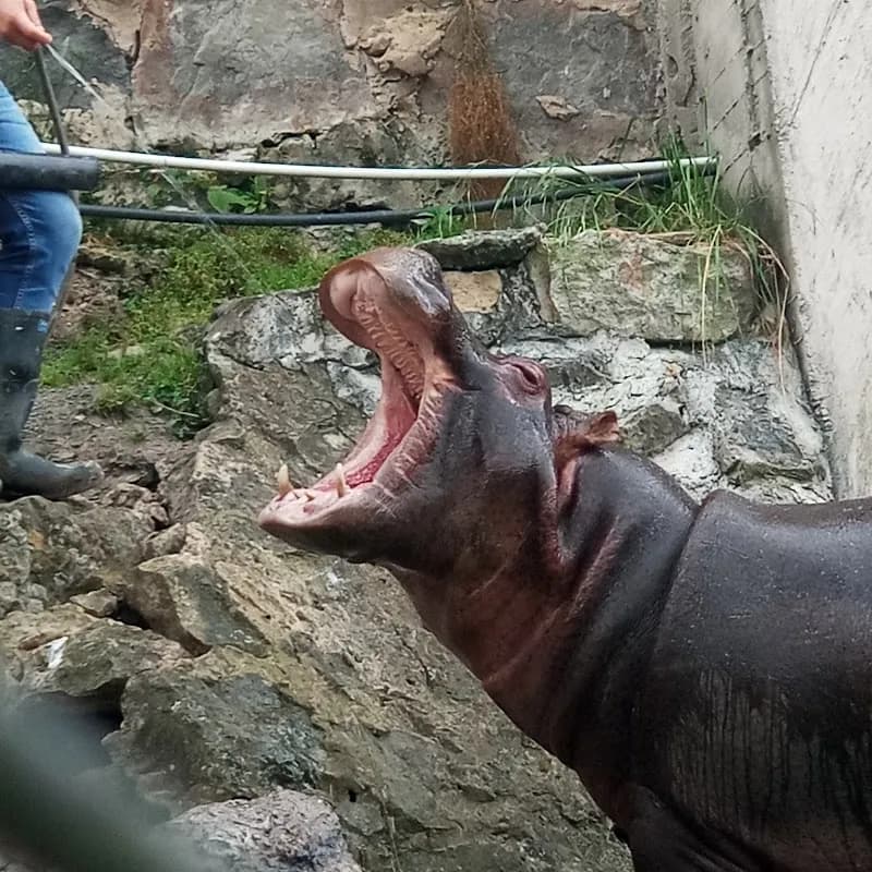Zoo Santa Fe zoo in Bogota, BOG