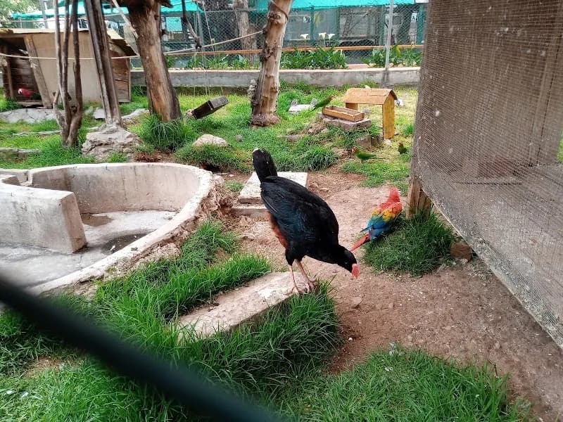 Zoologico UNSAAC zoo in Cusco, CUS