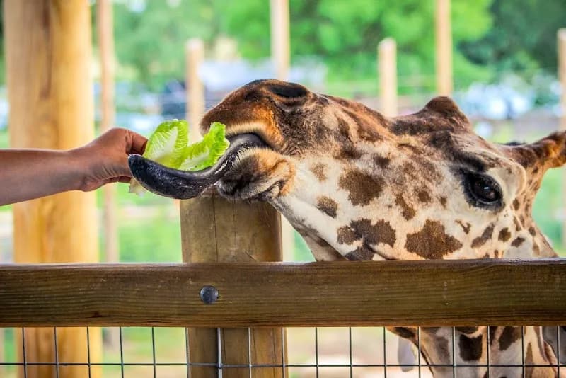 Abilene Zoo zoo in Lubbock, TX