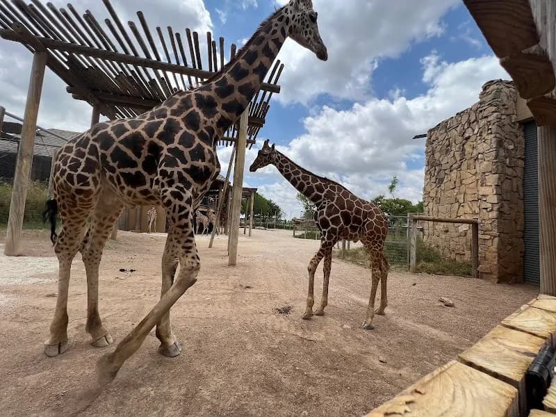 View of Abilene Zoo in Lubbock, TX