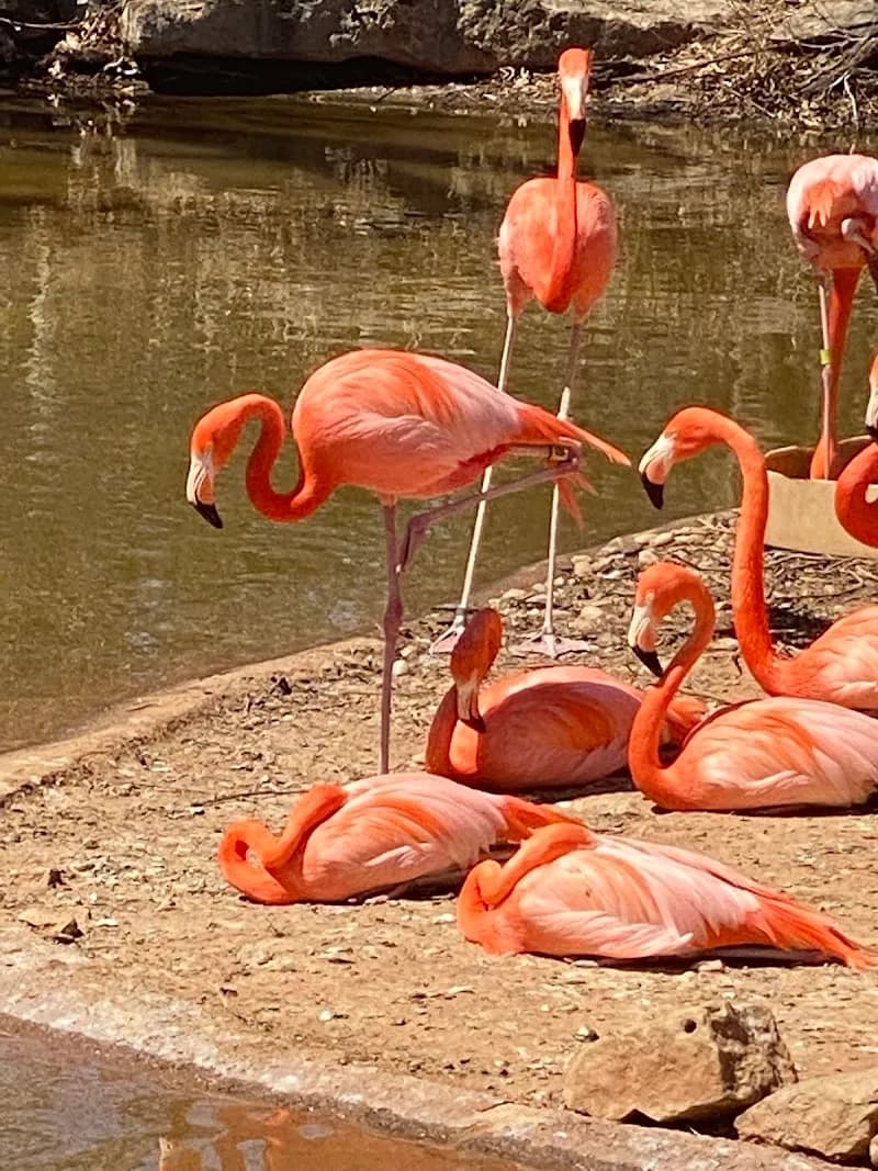View of Abilene Zoo in Lubbock, TX