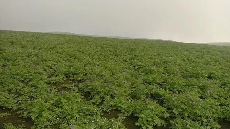 View of ACR Lomas de Ancón in Ancón, Lima