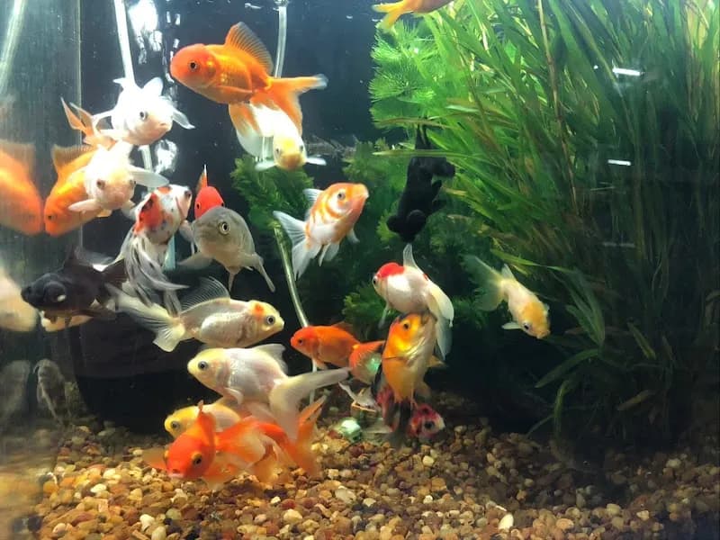 View of acuario acuaworld in Montevideo, MO