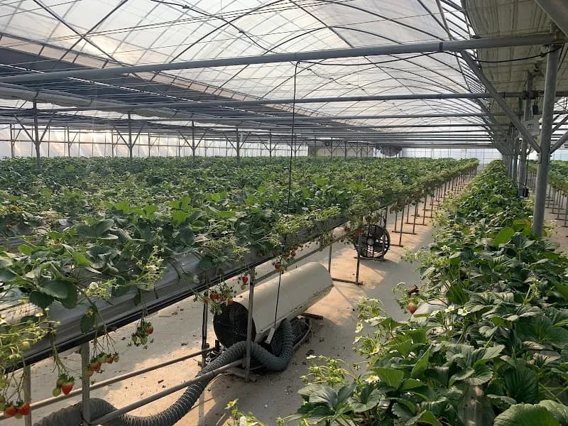 Ahtti strawberry farm experience farm in Hanam, GG