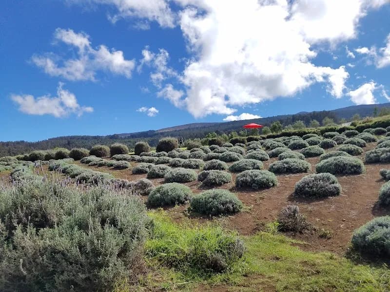 Ali'i Kula Lavender farm in Maui, HI