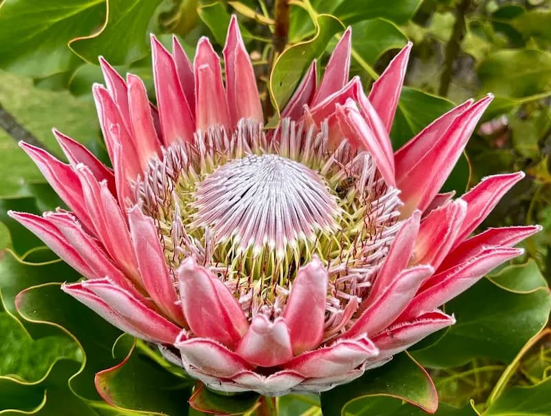 View of Ali'i Kula Lavender in Maui, HI