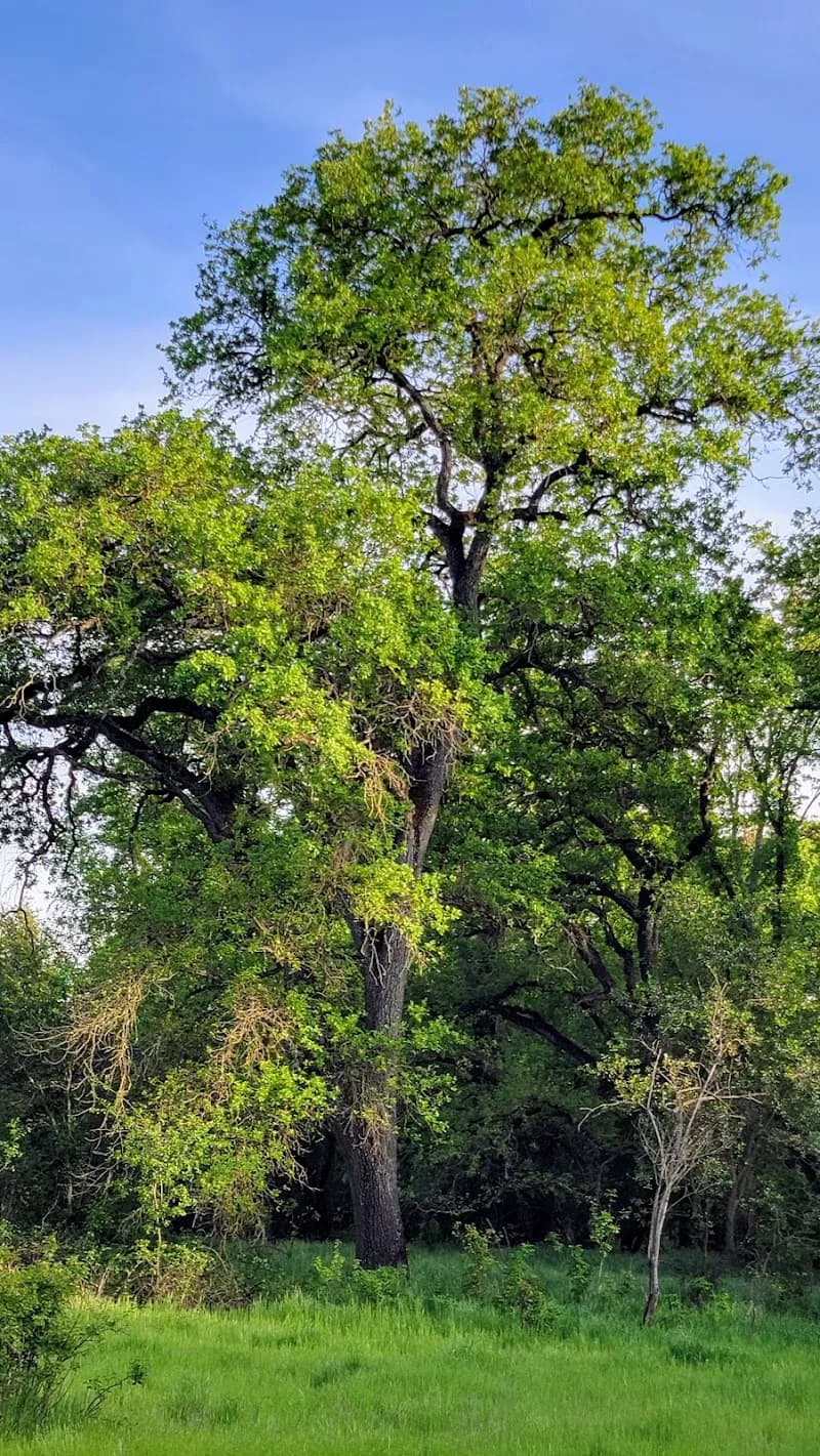 American River Parkway cycling park in Orangevale, CA