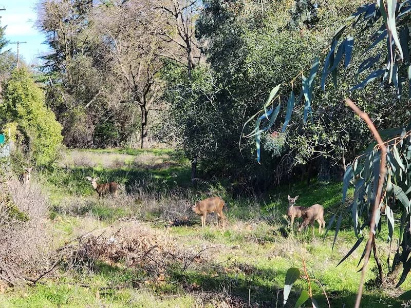 View of American River Parkway in Sacramento, CA