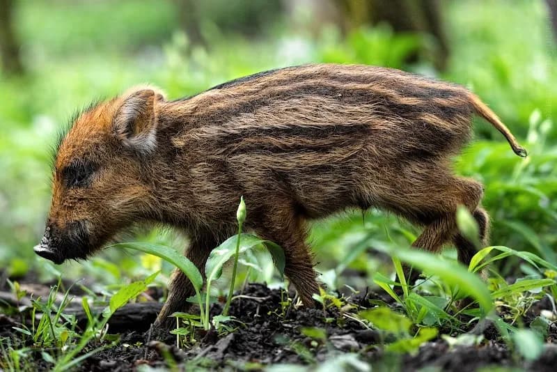 View of Anthering Playground at Schulstraße in Anthering, Salzburg