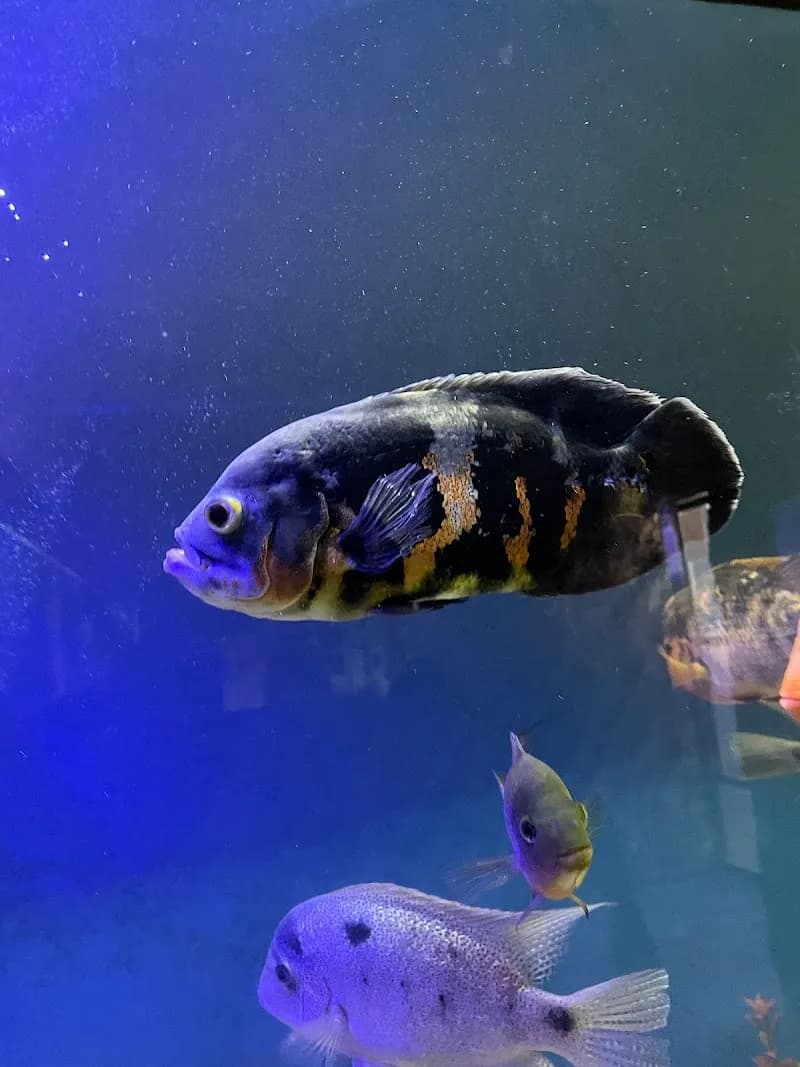 Aquamundo Aquarium aquarium in Santiago, RM