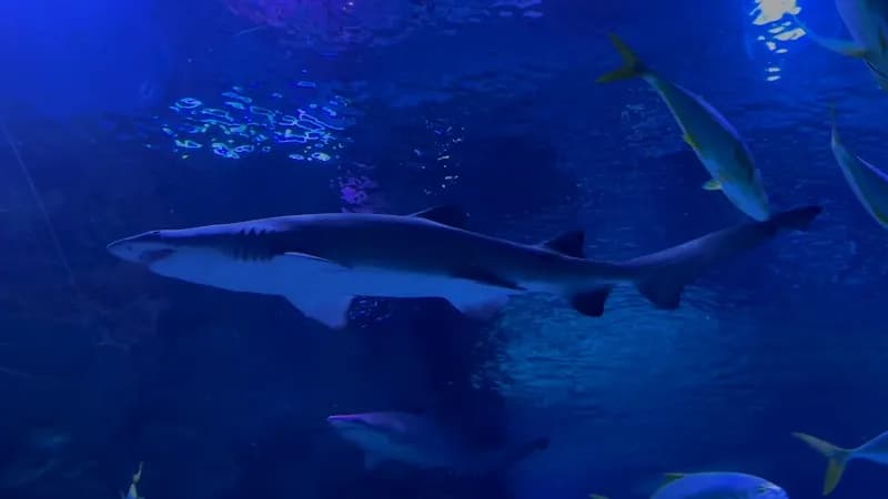 View of Aquaria KLCC in Kuala Lumpur, KL