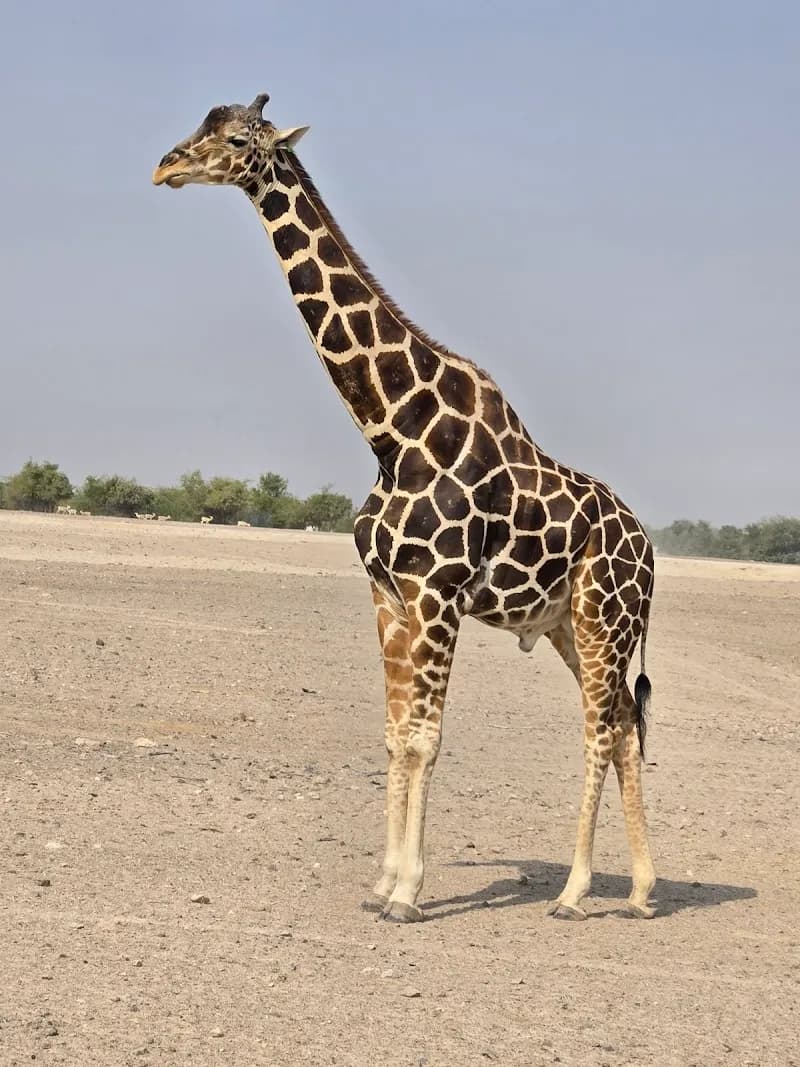 Arabian Wildlife Park zoo in Al Manara, Abu Dhabi