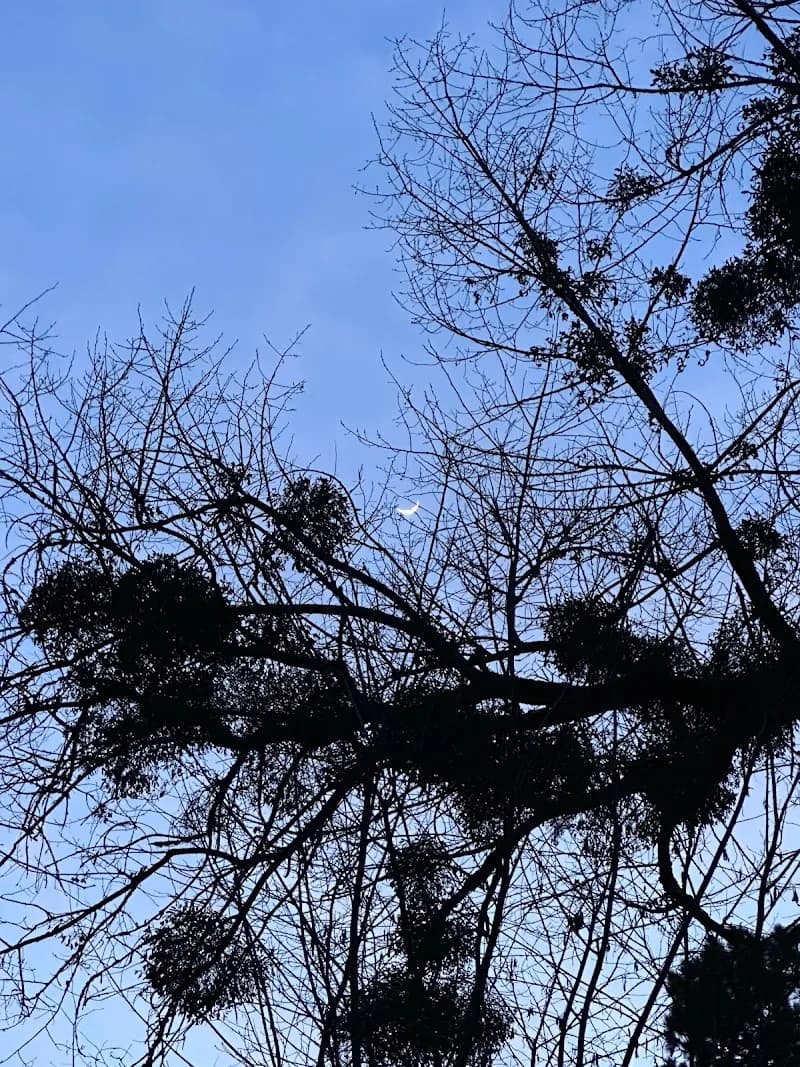 View of Arboretum of Gödöllő in Gödöllő, Budapest