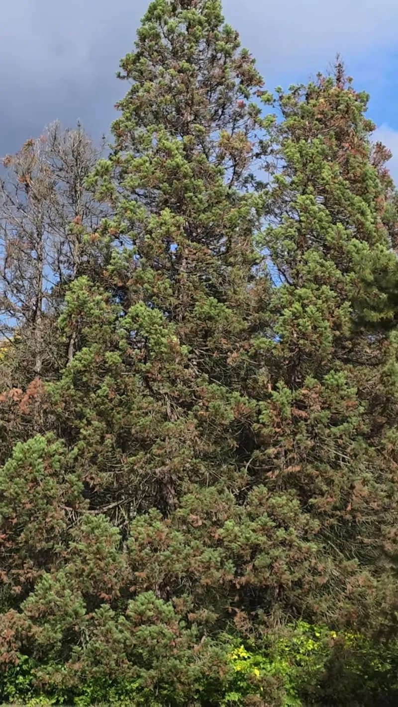 View of Arboretum of Gödöllő in Gödöllő, Budapest